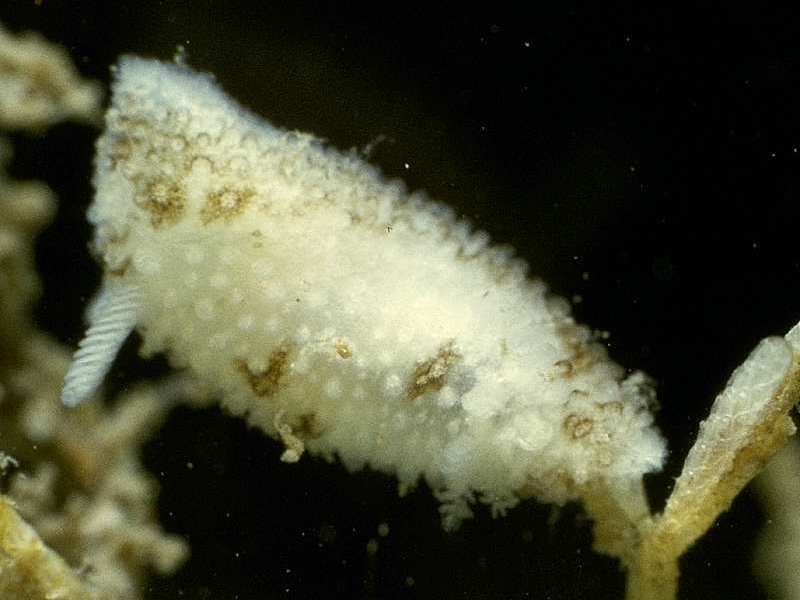 Onchidoris oblonga